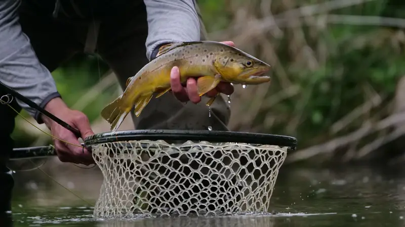 Angler lifting a brown trout over a landing net in a river